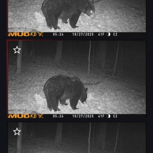Bear_Trailcam.jpg