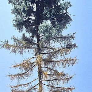 blue spruce N or H0 scale.jpgklform.jpg
