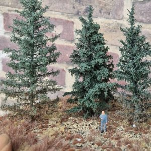 3 blue spruces 1.jpg