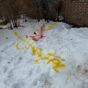 Yellow snow.jpg