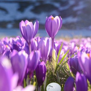 Spring_Flowers_Golf_Ball_01.jpg