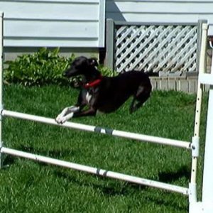 Gidget_Over_Jump_03.jpg