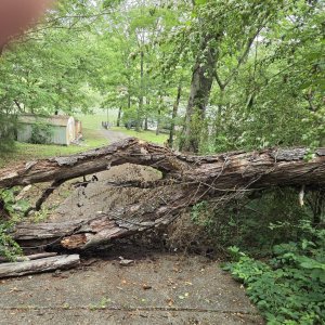 fallen tree.jpg