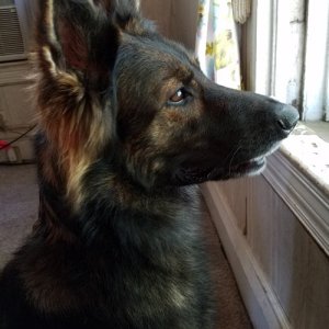 SquirrelWatch003.jpg