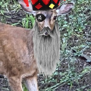 DEER.jpg