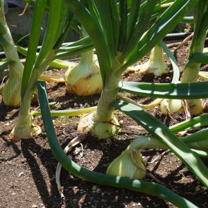 ONIONS.JPG