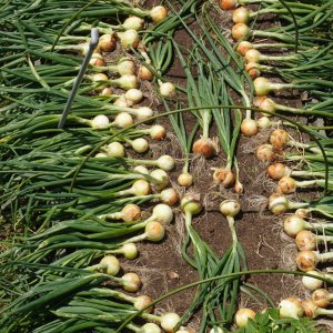 ONIONS 80.jpg
