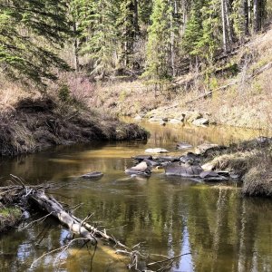 Creek_05-19-2026.jpg