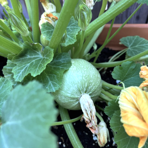 zucchini.png