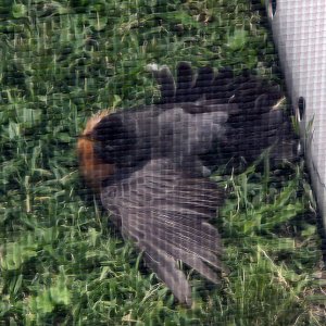 Robin001.jpg