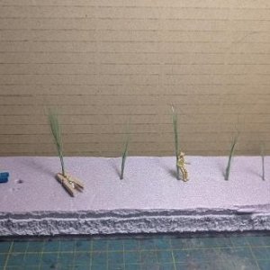 Grass...jpg