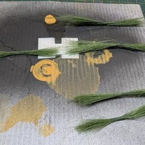 Tall Grass.jpg