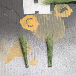 Tall Grass..jpg
