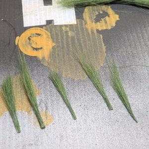 Tall Grass...jpg
