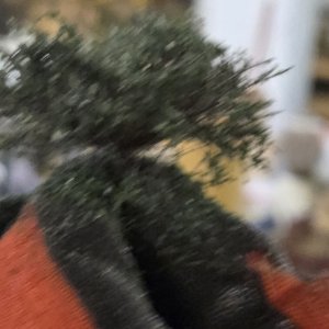 103 shrub 5.jpg
