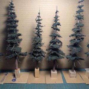 trees....jpg