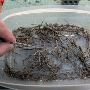 twigs.jpg