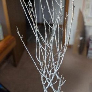 twigs..jpg