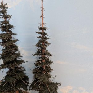 Trees1.jpg