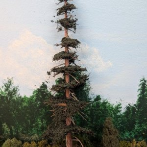 trees8.jpg