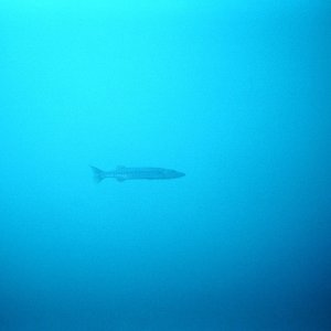 Barracuda.JPG