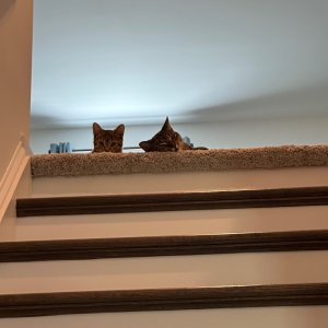 IMG_3258.jpeg