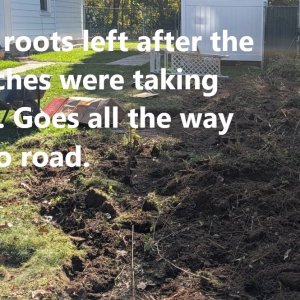 Bush_roots_03.jpg