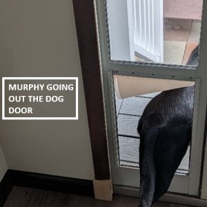 Murphy_Dog_Door_01_04.jpg