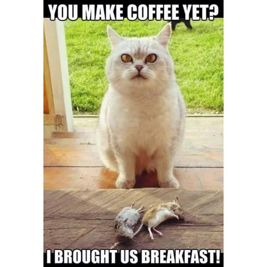 breakfast cat.jpg