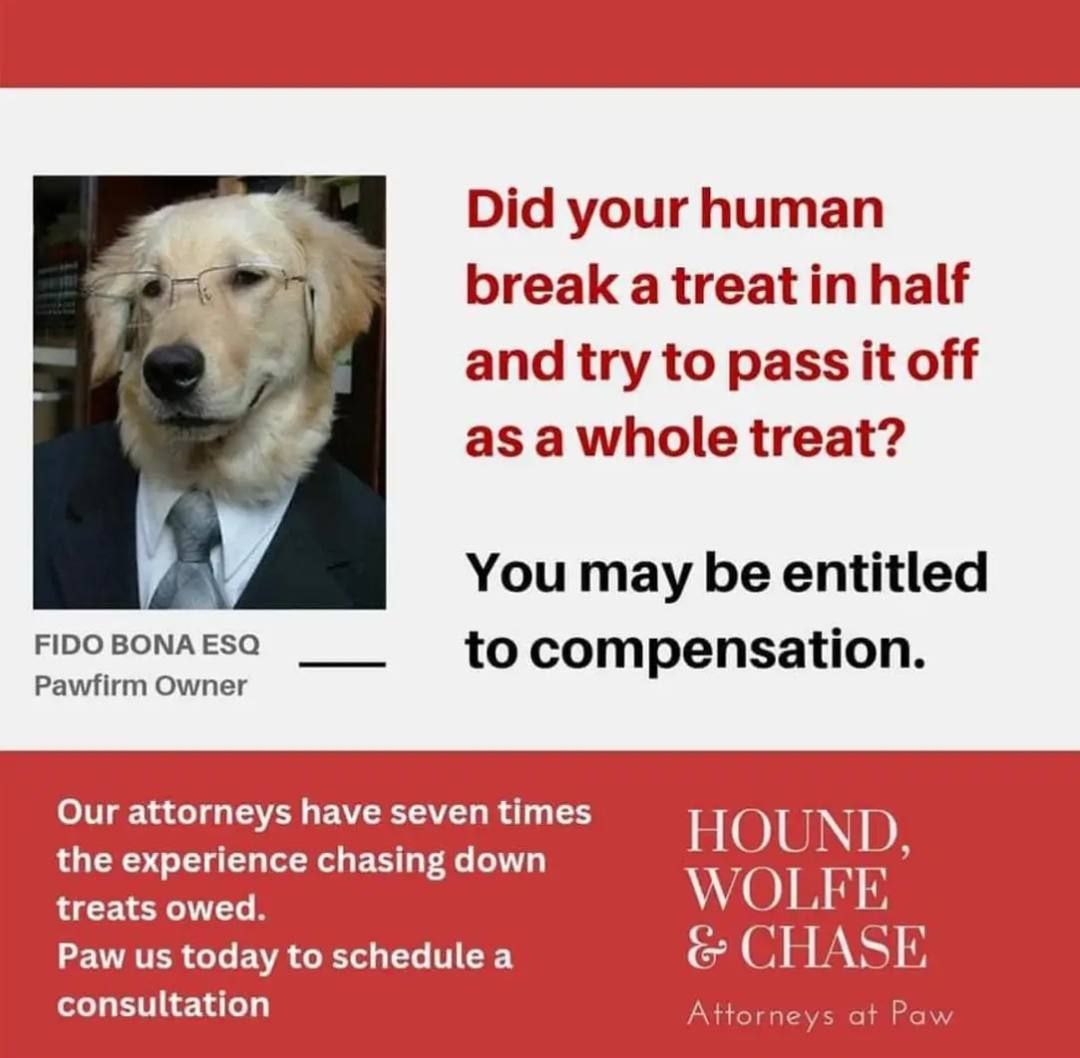 dog-lawyer.jpg