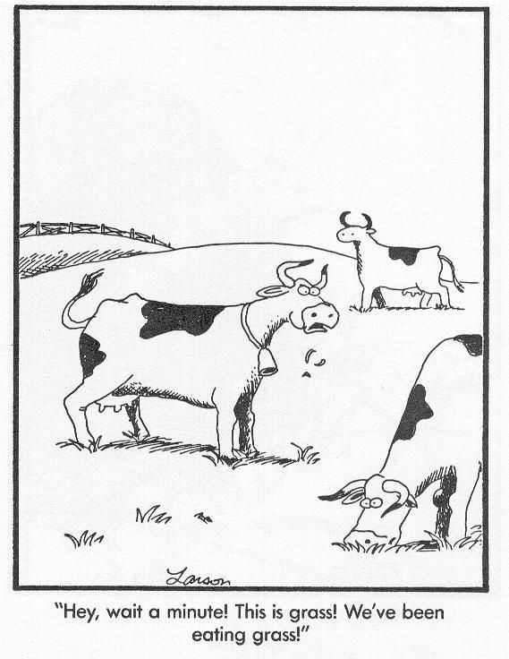 mindful-eating-cows.jpg