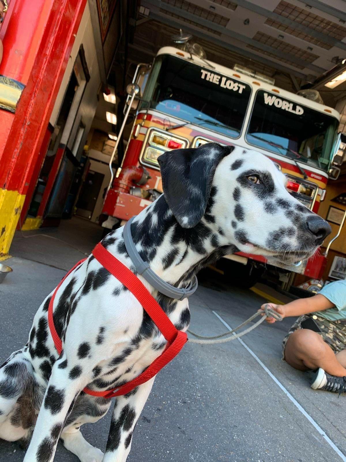 New Member, Engine 74 FDNY.jpg