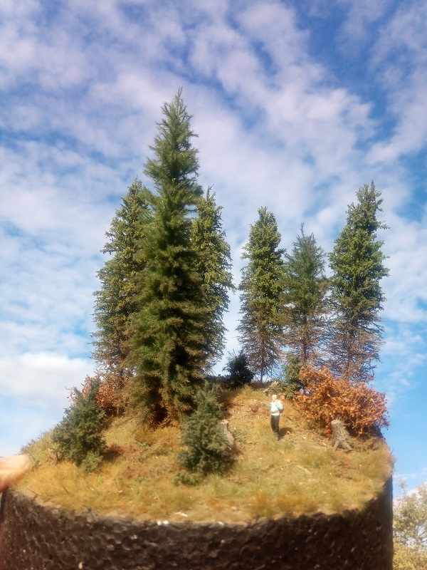 spruce trees dio sunlight 1.jpg