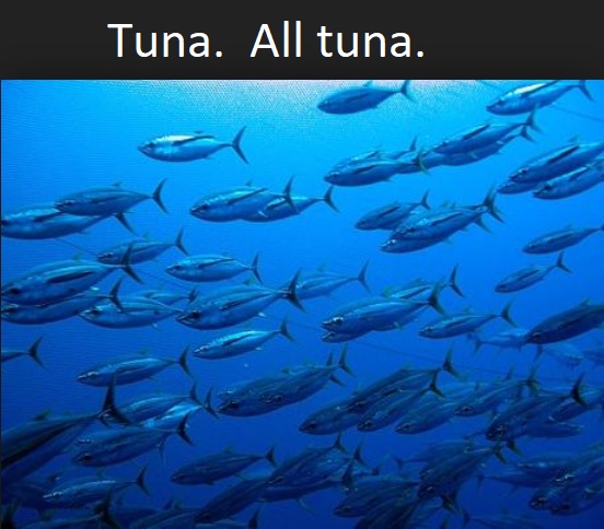 Tuna.jpg