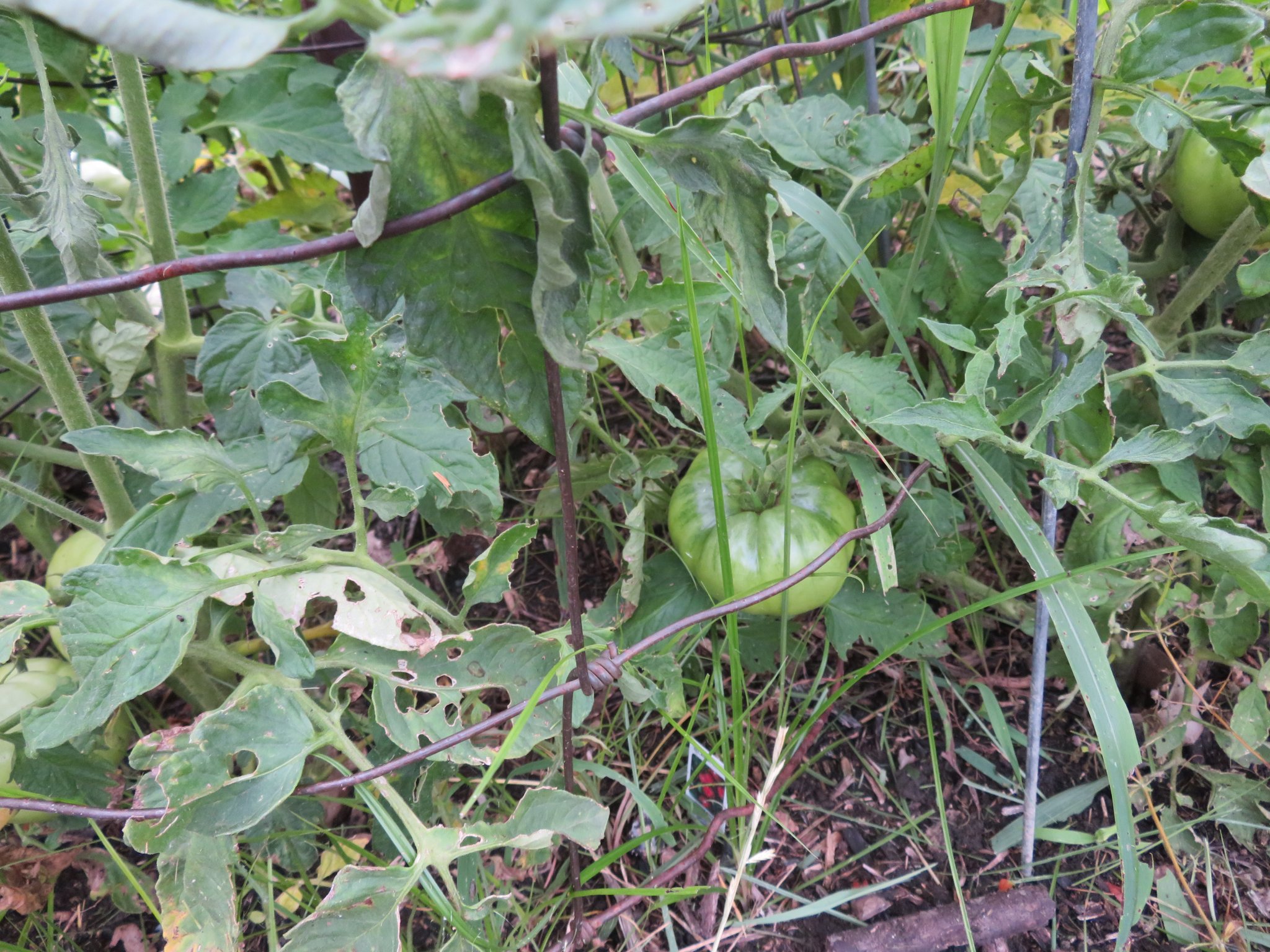 1749130208677.jpeg