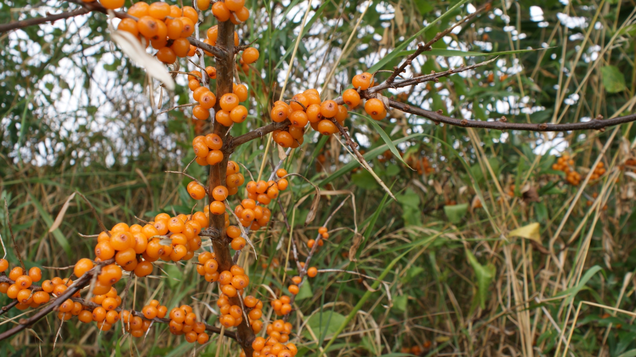 2009 0814 seabuck fruit nth dyke.jpeg