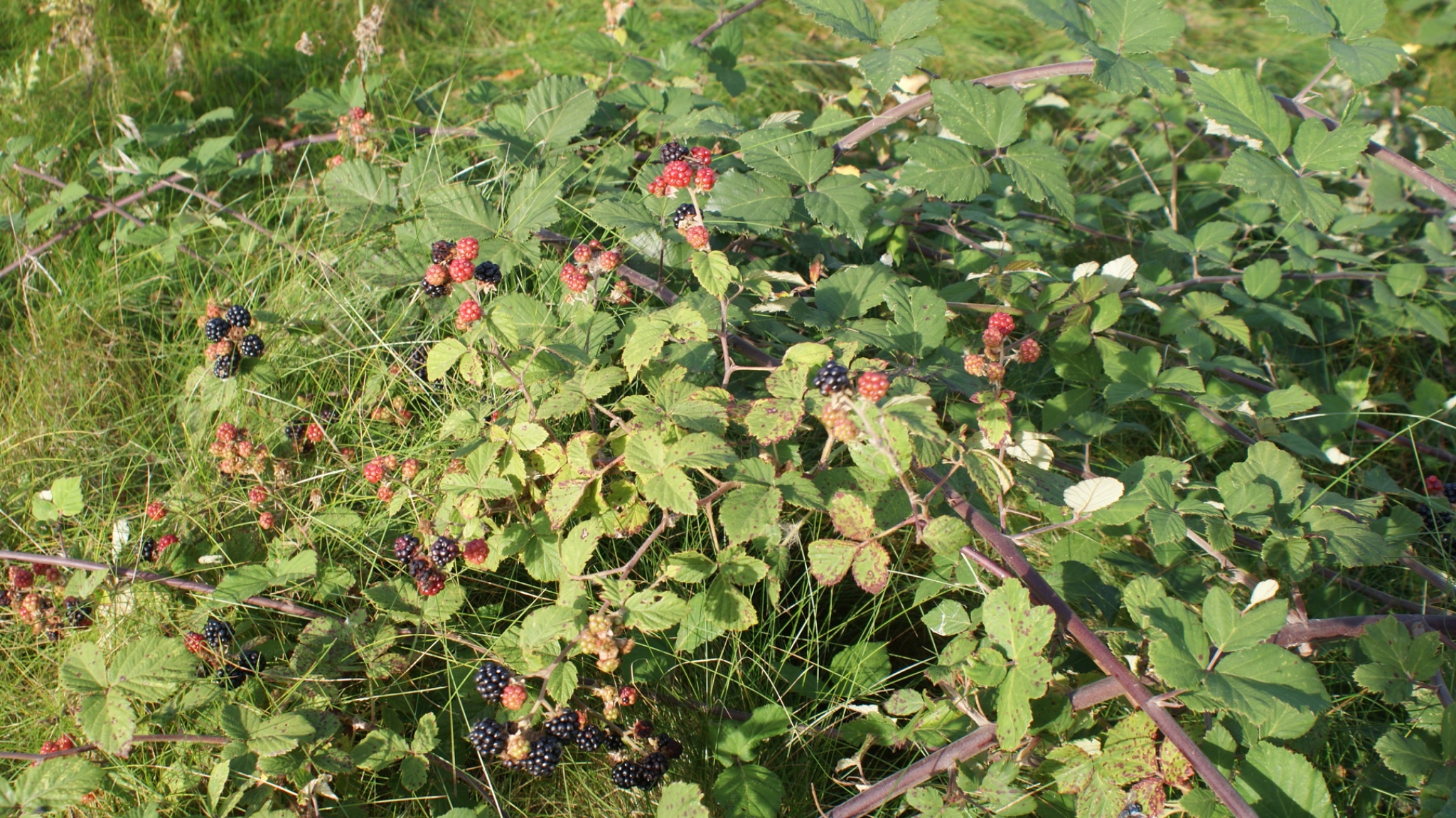 20100920 brambles extd orch.jpeg