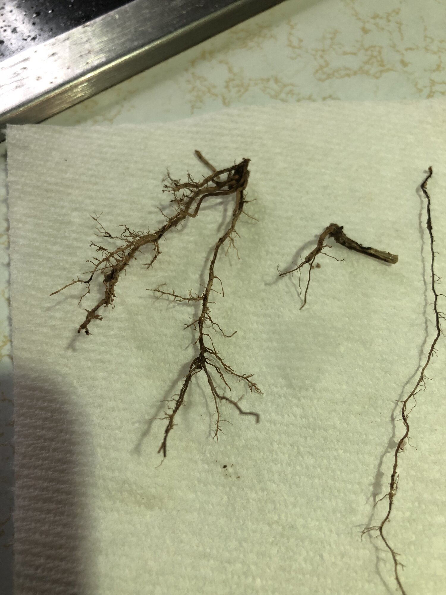 AA7A9549-DE88-4EAC-B9CE-5CDF480D57EF.jpeg