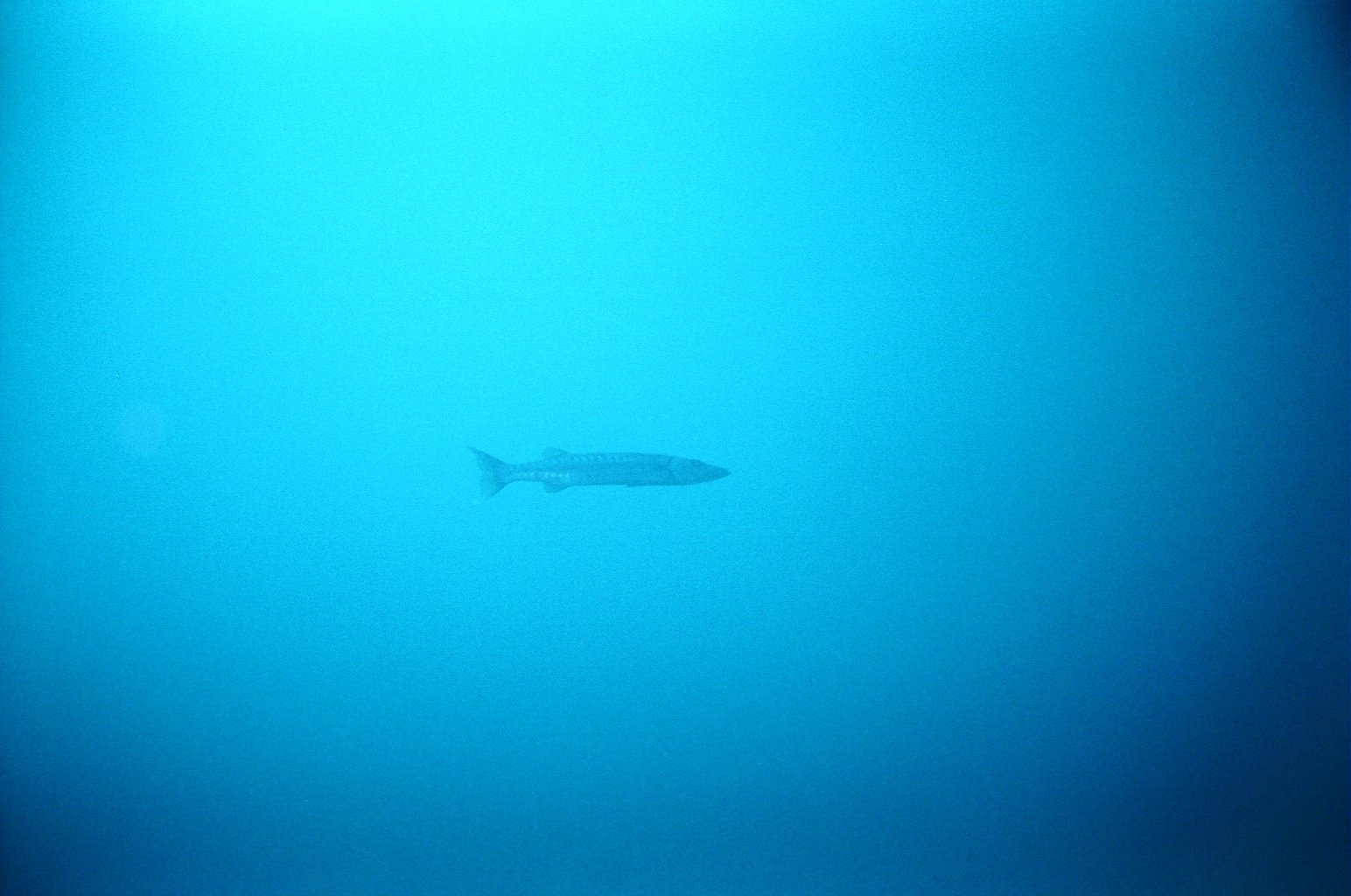 Barracuda.JPG