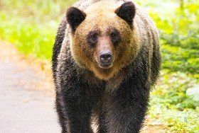 Bear.jpg