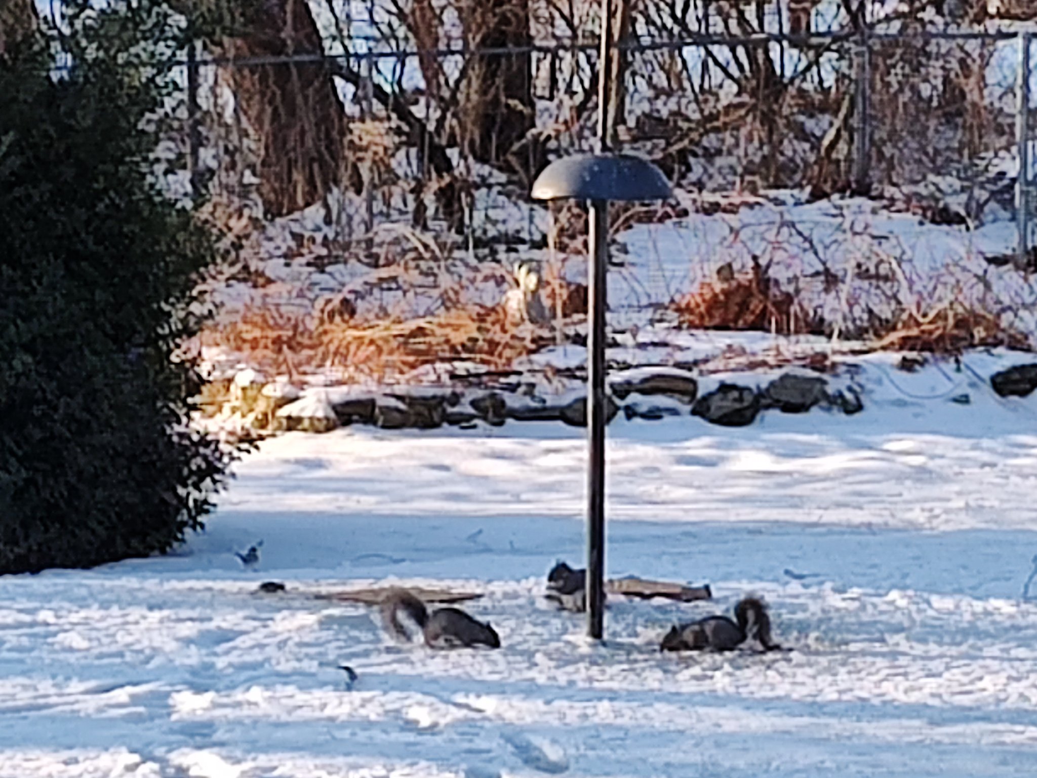 Bird_feeder_01.jpg