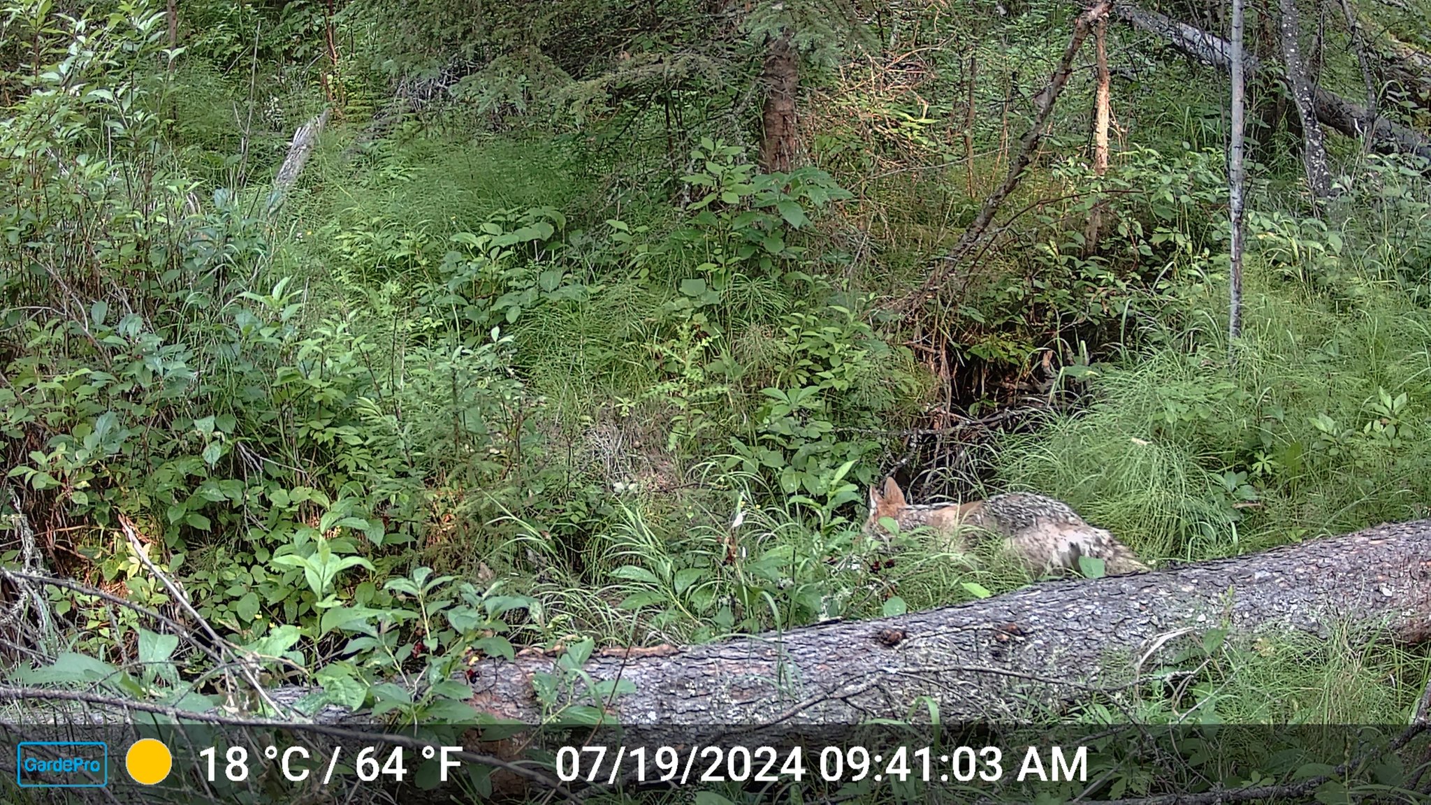 Coyote_07-19-2024_10am.JPG