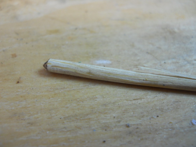 DSCN3681.JPG