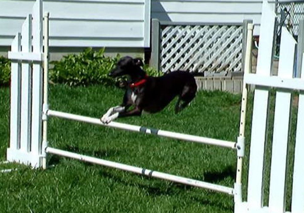 Gidget_Over_Jump_03.jpg