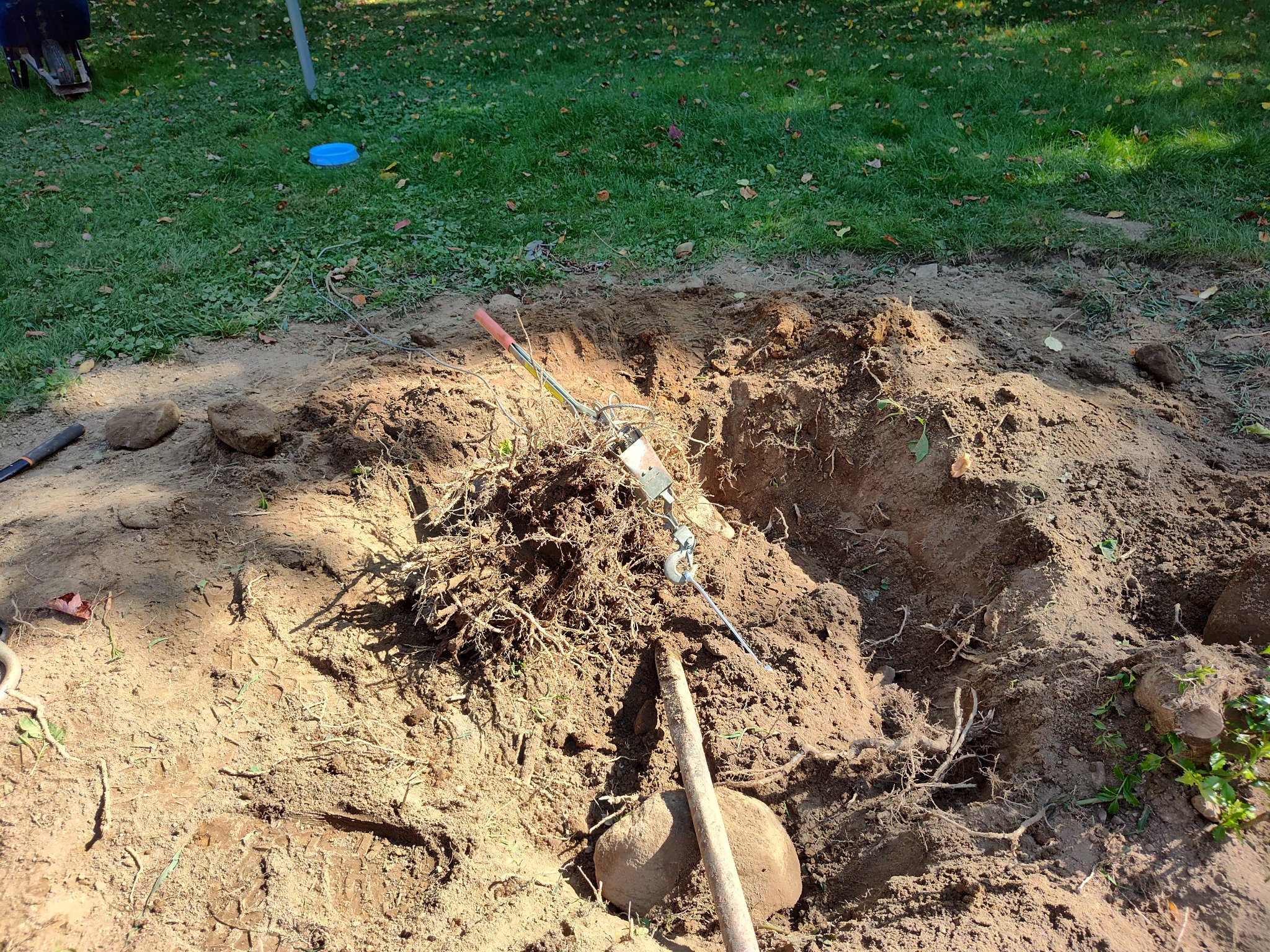 Holly_Bush_Roots_01.jpg