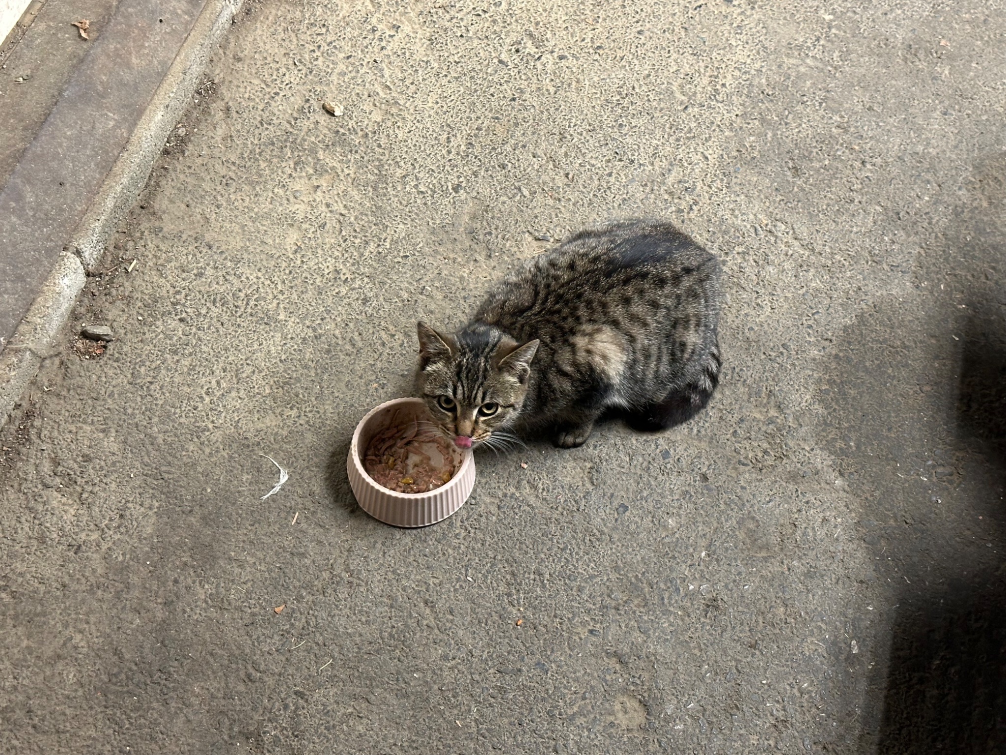 IMG_0429.jpeg
