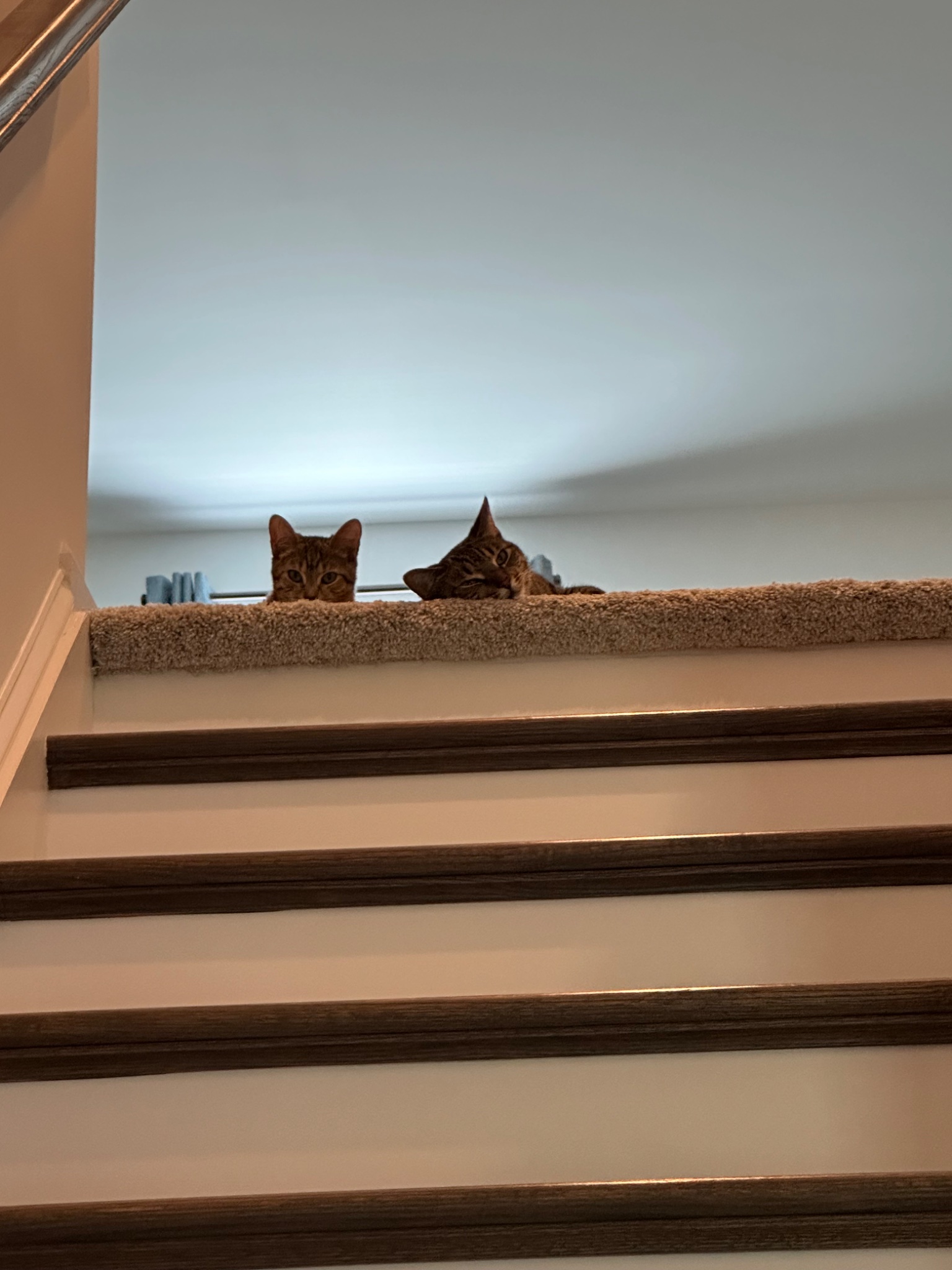 IMG_3258.jpeg