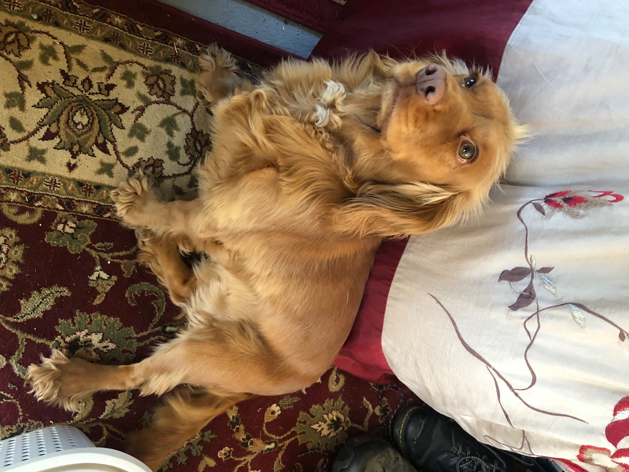 IMG_6775.jpeg