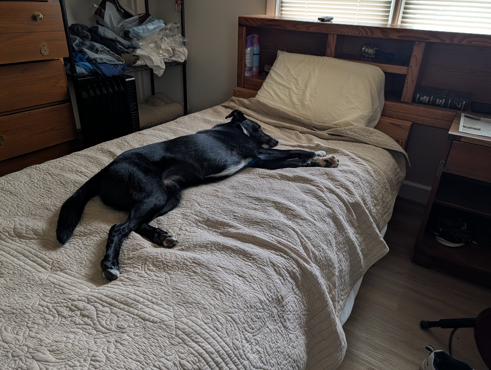 Murphy_Sleeping_03.jpg