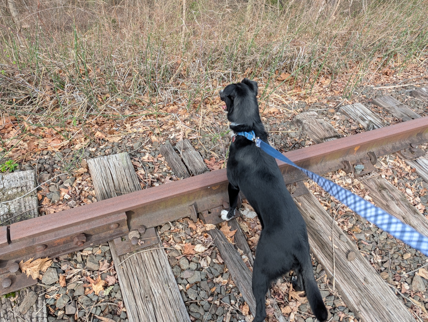 Murphy_train_tracks.jpg